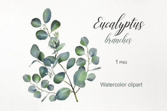 Download Watercolor Flowers. Eucalyptus Clipart - Flower Collection