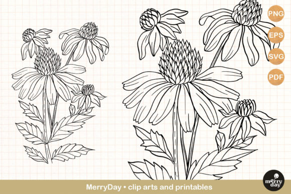 Download Coneflower Summer Flower Clip Art - Flower Collection