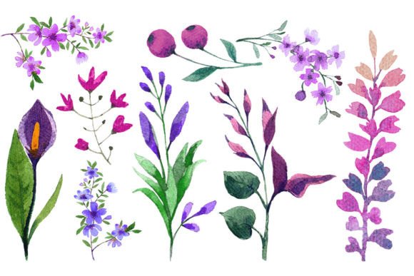 Download Watercolor Flower Elements Set - Flower Collection
