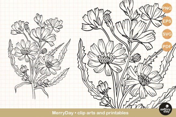 Download Chicory Summer Flower Clip Art Svg - Flower Collection