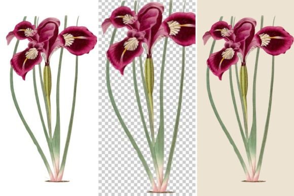 Download Iris Flower Illustration, - Flower Collection